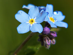 Dementia Services - Forget Me Not Project